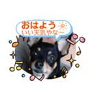 No.12愛しのチワピンびーちゃん朝晩ご挨拶（個別スタンプ：5）