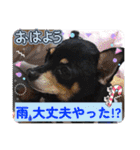 No.12愛しのチワピンびーちゃん朝晩ご挨拶（個別スタンプ：6）