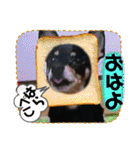 No.12愛しのチワピンびーちゃん朝晩ご挨拶（個別スタンプ：10）