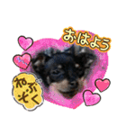 No.12愛しのチワピンびーちゃん朝晩ご挨拶（個別スタンプ：13）