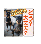 No.12愛しのチワピンびーちゃん朝晩ご挨拶（個別スタンプ：16）