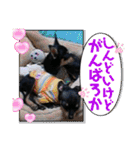No.12愛しのチワピンびーちゃん朝晩ご挨拶（個別スタンプ：17）