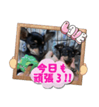 No.12愛しのチワピンびーちゃん朝晩ご挨拶（個別スタンプ：18）