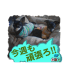 No.12愛しのチワピンびーちゃん朝晩ご挨拶（個別スタンプ：19）