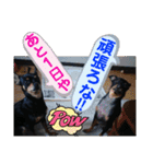 No.12愛しのチワピンびーちゃん朝晩ご挨拶（個別スタンプ：20）