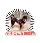 No.12愛しのチワピンびーちゃん朝晩ご挨拶（個別スタンプ：22）
