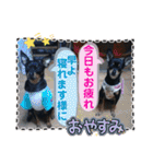 No.12愛しのチワピンびーちゃん朝晩ご挨拶（個別スタンプ：26）