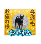 No.12愛しのチワピンびーちゃん朝晩ご挨拶（個別スタンプ：27）