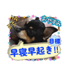 No.12愛しのチワピンびーちゃん朝晩ご挨拶（個別スタンプ：30）