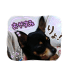 No.12愛しのチワピンびーちゃん朝晩ご挨拶（個別スタンプ：34）