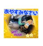 No.12愛しのチワピンびーちゃん朝晩ご挨拶（個別スタンプ：36）