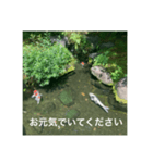 和のごあいさつ（個別スタンプ：6）