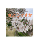 和のごあいさつ（個別スタンプ：13）