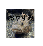 さかな気分（個別スタンプ：7）