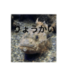 さかな気分（個別スタンプ：8）