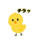 ひよこ日本語バージョン（個別スタンプ：11）