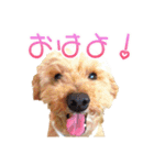 トイプーのココアスタンプ♪（個別スタンプ：1）
