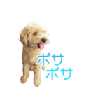 トイプーのココアスタンプ♪（個別スタンプ：2）