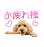 トイプーのココアスタンプ♪（個別スタンプ：3）