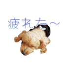 トイプーのココアスタンプ♪（個別スタンプ：6）