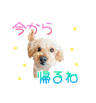 トイプーのココアスタンプ♪（個別スタンプ：7）