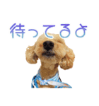 トイプーのココアスタンプ♪（個別スタンプ：9）