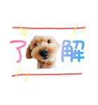 トイプーのココアスタンプ♪（個別スタンプ：11）
