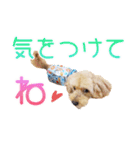 トイプーのココアスタンプ♪（個別スタンプ：12）