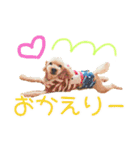 トイプーのココアスタンプ♪（個別スタンプ：14）