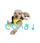 トイプーのココアスタンプ♪（個別スタンプ：17）