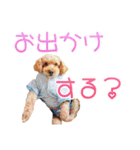トイプーのココアスタンプ♪（個別スタンプ：19）