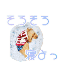トイプーのココアスタンプ♪（個別スタンプ：21）