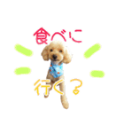 トイプーのココアスタンプ♪（個別スタンプ：24）