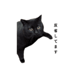 三兄弟と愉快な保護猫達シリーズ③（個別スタンプ：1）