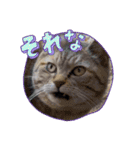 三兄弟と愉快な保護猫達シリーズ③（個別スタンプ：2）