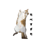 三兄弟と愉快な保護猫達シリーズ③（個別スタンプ：3）