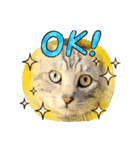 三兄弟と愉快な保護猫達シリーズ③（個別スタンプ：4）