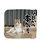 三兄弟と愉快な保護猫達シリーズ③（個別スタンプ：6）