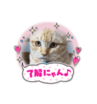 三兄弟と愉快な保護猫達シリーズ③（個別スタンプ：7）