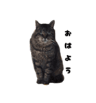 三兄弟と愉快な保護猫達シリーズ③（個別スタンプ：9）