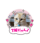 三兄弟と愉快な保護猫達シリーズ③（個別スタンプ：10）