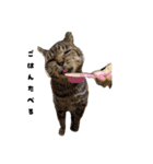 三兄弟と愉快な保護猫達シリーズ③（個別スタンプ：11）