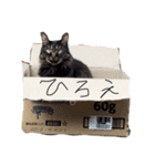 三兄弟と愉快な保護猫達シリーズ③（個別スタンプ：13）