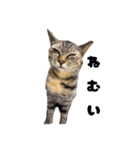 三兄弟と愉快な保護猫達シリーズ③（個別スタンプ：14）