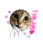 三兄弟と愉快な保護猫達シリーズ③（個別スタンプ：16）