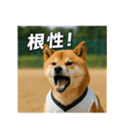 熱血な柴犬（個別スタンプ：4）