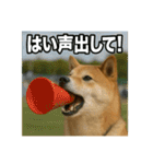 熱血な柴犬（個別スタンプ：5）