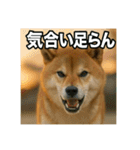 熱血な柴犬（個別スタンプ：6）