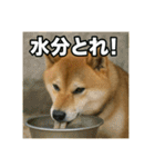熱血な柴犬（個別スタンプ：8）