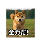 熱血な柴犬（個別スタンプ：9）